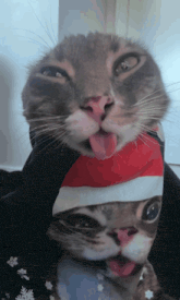 a cat wearing a santa hat sticks out its tongue