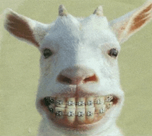 a close up of a goat with braces on its teeth .