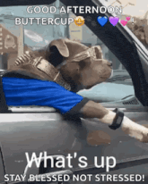 a dog wearing sunglasses and a blue shirt is sitting in the driver 's seat of a car ..