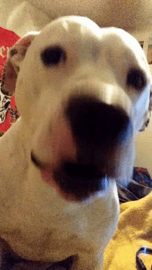 a close up of a dog 's face with its mouth open .