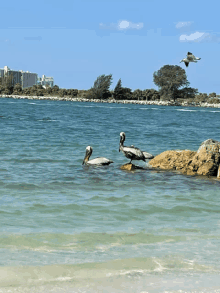 several pelicans are standing on a rock in the ocean