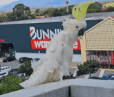 a white parrot stands in front of a building that says bunny ware