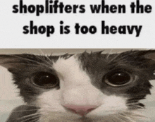 a black and white cat with the words shoplifters when the shop is too heavy written above it