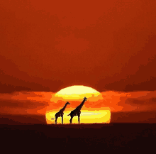 two giraffes are standing in front of a sunset