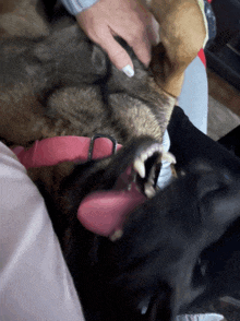 a black dog with a pink collar is laying on a person 's lap