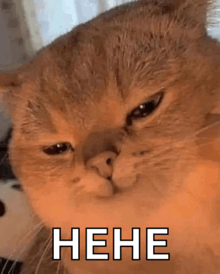 a close up of a cat 's face with the words ` ` nene ` ` written on it .