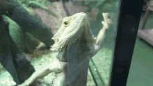 a lizard with a beard is looking out of a glass tank