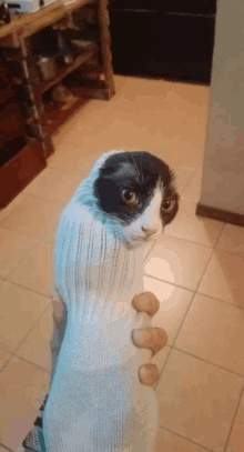 a black and white cat wrapped in a sock looks at the camera