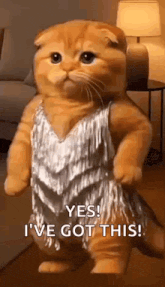 a cat is wearing a silver dress and saying `` yes , i 've got this '' .