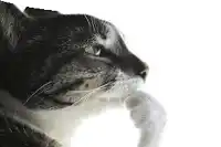 a close up of a cat licking its paw against a white background .