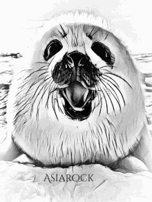 a black and white drawing of a seal with the word asiarock under it