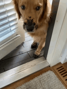 a dog with a dirty nose and paws is standing in a doorway