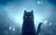 a black cat with two different colored eyes is surrounded by bubbles in the water .