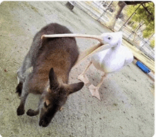 a kangaroo and a pelican standing next to each other on the ground