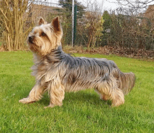 a small dog is standing on a lush green lawn .