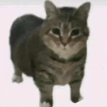 a close up of a cat standing on a white surface .