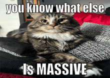 a cat is laying on a couch with a meme that says you know what else is massive