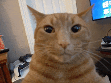 a close up of a cat 's face in front of a tv