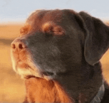 a close up of a brown and black dog 's face .