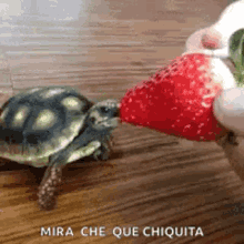 a turtle is eating a strawberry on a wooden table