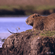 a close up of a capybara on a rock near a body of water with a netflix logo in the corner