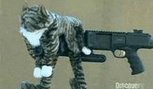 a cat is standing next to a gun on a table .