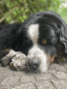 a black and white dog laying on the ground with its head on its paw