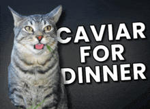 a cat with its tongue hanging out next to a sign that says " caviar for dinner "