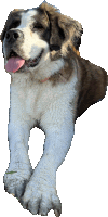 a brown and white dog is laying down with its tongue out