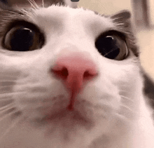 a close up of a cat 's nose with a red nose .