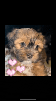 a small brown and white puppy with pink hearts on its chest