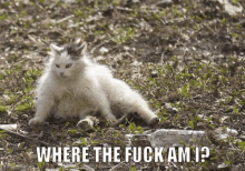 a white cat is laying in the grass next to a bottle of vodka and the words `` where the fuck am i ? ''