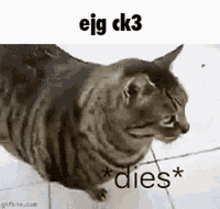 a cat is sitting on a tiled floor with the words `` eig ck3 '' written on it .