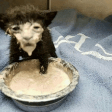 a kitten is standing next to a bowl of food .