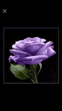 a single purple rose with green leaves on a black background .