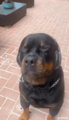 a dog wearing headphones sitting on a brick floor