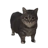 a cat is standing on its hind legs and looking at the camera on a white background