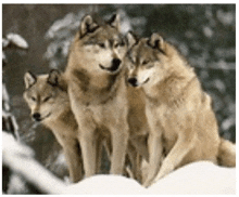 three wolves are sitting in the snow and looking at the camera .