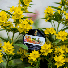 a mayura product is surrounded by yellow flowers and leaves