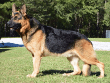 a german shepherd dog standing in the grass