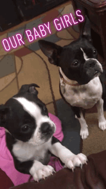 two boston terrier puppies are sitting next to each other with our baby girls written in pink