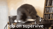 a cat is playing a record on a turntable and the words hop on supervive are visible .