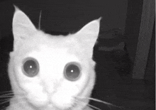 a close up of a white cat 's face with big eyes