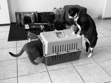 a black and white photo of two cats standing next to a carrier that says ' carrier ' on it