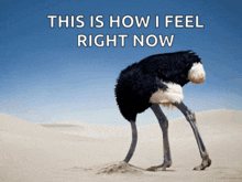 an ostrich with its head in the sand with the words this is how i feel right now below it