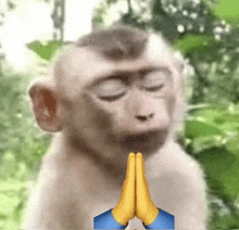 a monkey is praying with its eyes closed and a pair of hands .