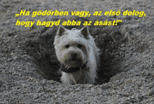 a small white dog is standing in a pile of gravel with a quote in a foreign language above it