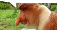 a close up of a monkey 's face with a speech bubble behind it