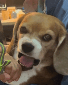 a close up of a person holding a beagle dog