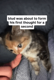 a person is petting a kitten with a caption that says " blud was about to form his first thought for a second "